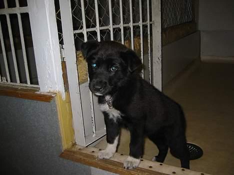 Blanding af racer Perle Sapangeraq - Er det ik bare verdens mest nuttede hvalp?? T_T Billede taget på internatet i Nuuk hvor Perle blev registreret først - Støt Dyrenes Venner i Nuuk for at undgå at hundene bliver skudt! www.dyrenesvenner.gl billede 8