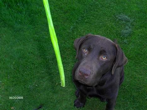 Labrador retriever Basse billede 12