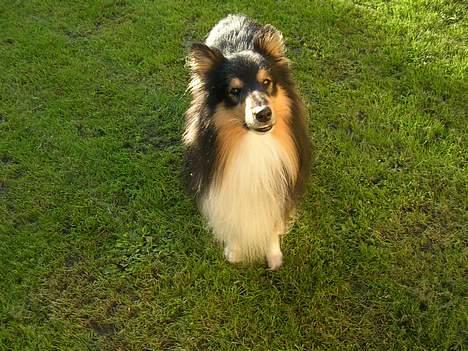 Shetland sheepdog  Wiegun Chang - nye sommerbilleder billede 18