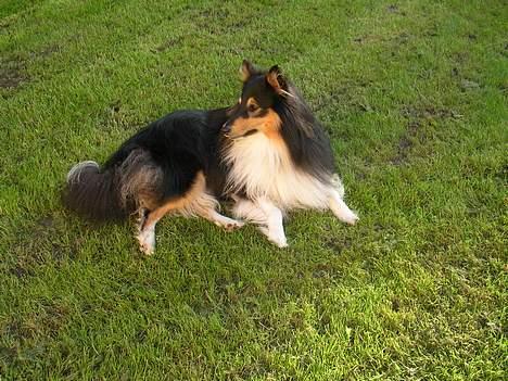 Shetland sheepdog  Wiegun Chang - nye sommer-billeder billede 19