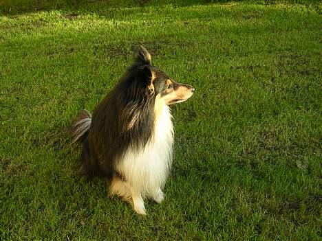 Shetland sheepdog  Wiegun Chang - sommerbilleder .. nye billede 20