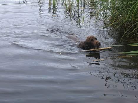 Cocker spaniel Twiggy billede 17