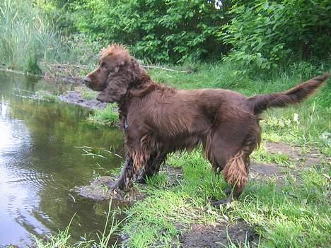 Cocker spaniel Twiggy billede 18