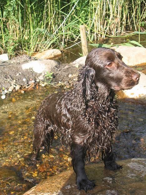 Cocker spaniel Twiggy billede 19