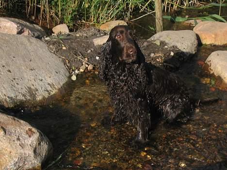 Cocker spaniel Twiggy billede 20