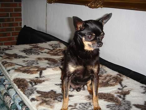 Blanding af racer donald billede 15