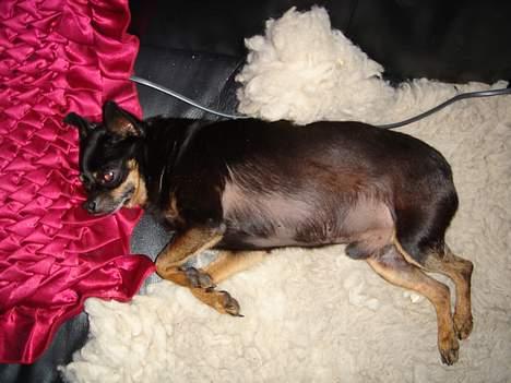 Blanding af racer donald billede 16