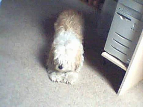 Blanding af racer perle {R.I.P min <3 :'(} billede 15