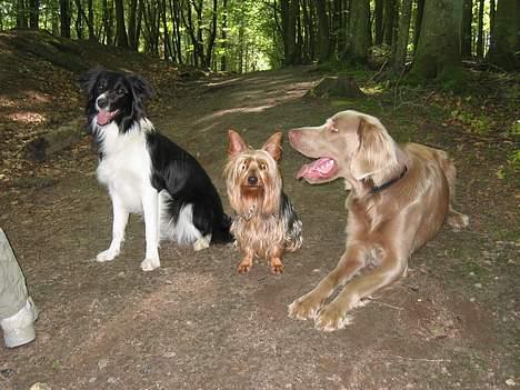 Australian silky terrier Quick Sílk´s Barney - Her er jeg i skoven sammen med Hope og brormand Chopin billede 11