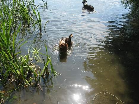 Australian silky terrier Quick Sílk´s Barney - Her er jeg ude at bade i Fussingø sø billede 12