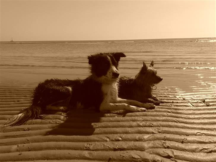 Australian silky terrier Quick Sílk´s Barney - Salsa & jeg på stranden Pinsen 2008... billede 13