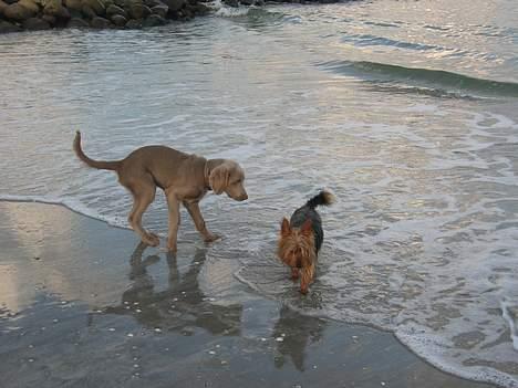 Australian silky terrier Quick Sílk´s Barney - Ude at bade ved Sæby strand oktober 2004 billede 14