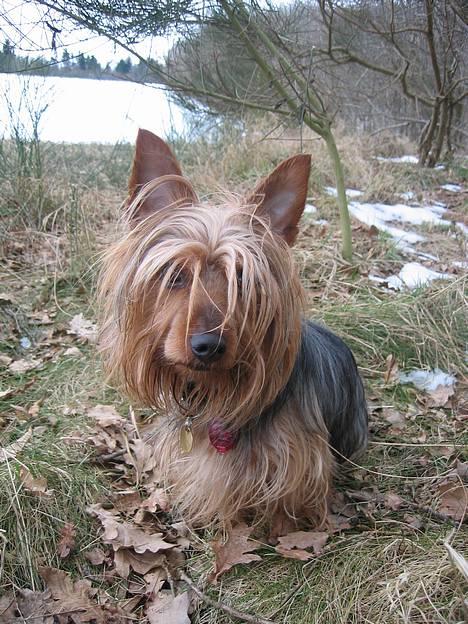 Australian silky terrier Quick Sílk´s Barney - Sidder jeg fint nu:o) billede 15