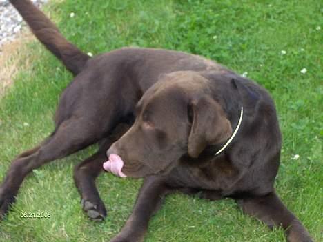 Labrador retriever Basse billede 13