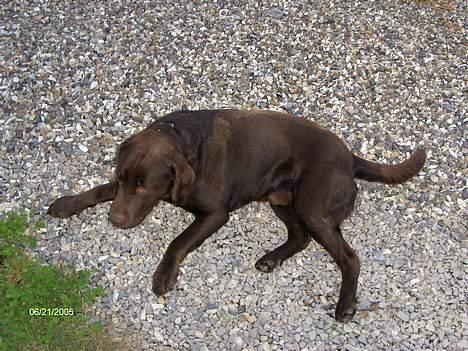 Labrador retriever Basse billede 14