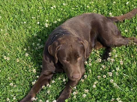 Labrador retriever Basse billede 15
