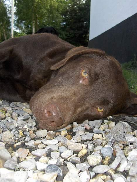 Labrador retriever Basse billede 16
