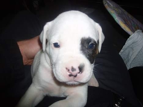 Amerikansk bulldog JASON R.I.P 4/4-14 billede 15