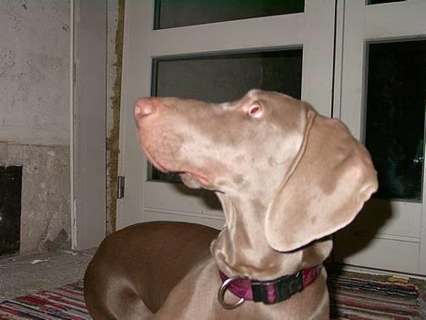 Weimaraner Hot Shoot's Eleu "Himmelhund" - Kom lige her ned kat, så skal jeg ordne dig. billede 16
