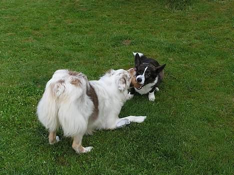Welsh corgi cardigan Fie (aflivet dec 06) - Fie leger med pivdyr sammen med lillesøster Twister billede 10