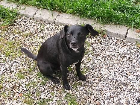 Blanding af racer Bella - Bella 7 år.  billede 9