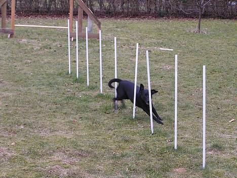 Blanding af racer Bella - Bella træner slalom billede 10