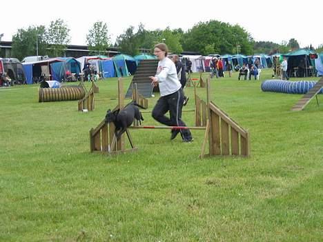 Blanding af racer Bella - Bella (og ejer) til stort agilitystævne hos DKK Sabro billede 11