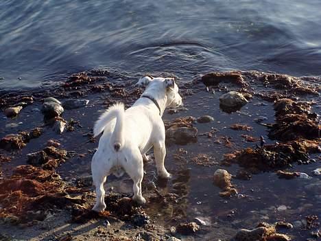 Jack russell terrier Filur - Hmm..jeg synes nu at vandet er for koldt... billede 10