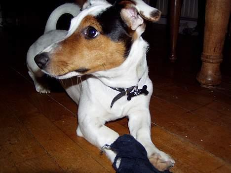 Jack russell terrier Filur billede 11