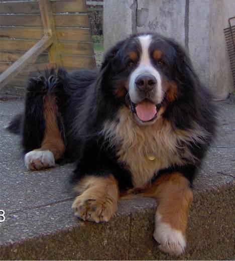 Berner sennenhund Snoopy (død) - Hej med dig :) billede 1