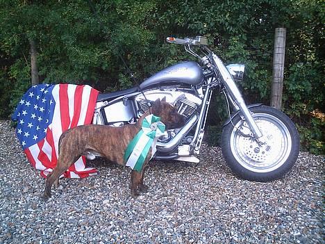 Amerikansk staffordshire terrier Ordior Bugatti (Kentucky) - Her med min VINDER roset.. Fra Specialityshow 2005.. billede 1