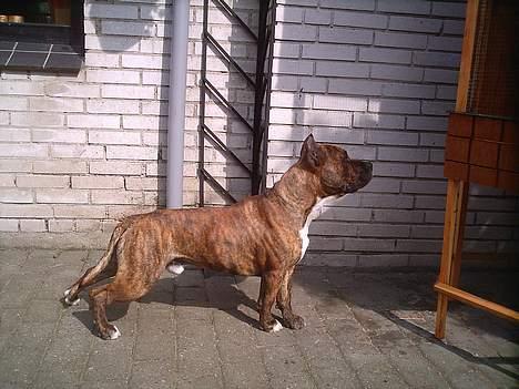 Amerikansk staffordshire terrier Ordior Bugatti (Kentucky) - Uhmm.... Mon mors nye fugle smager godt? billede 2
