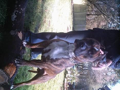 Amerikansk staffordshire terrier Ordior Bugatti (Kentucky) - Her synes mor jeg er flot, men hun kan ikke engang fide ud af at vende mig rigtigt! :o) billede 3