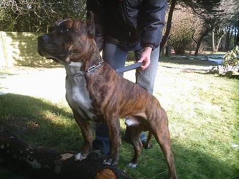 Amerikansk staffordshire terrier Ordior Bugatti (Kentucky) - Er jeg ikke bare flot!! billede 4