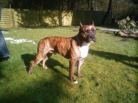 Amerikansk staffordshire terrier Ordior Bugatti (Kentucky) - Døm selv! billede 5