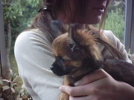 Chihuahua Malthe - Malthe og hans bule d. 21/6 billede 8