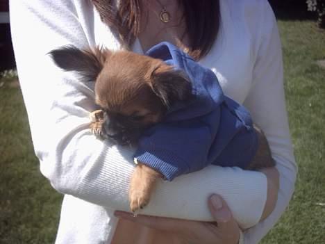 Chihuahua Malthe - Malthe i sin nye seje trøje billede 9