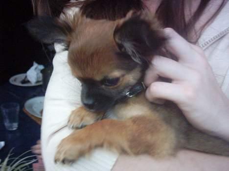 Chihuahua Malthe - "Skønt at blive kløet" billede 11