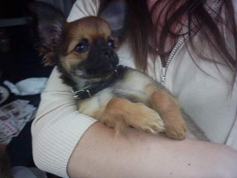 Chihuahua Malthe - "Her ligger man godt" billede 12