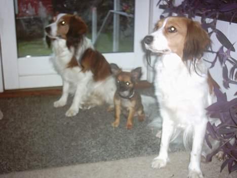 Chihuahua Malthe - Malthe og hans to større venner billede 13