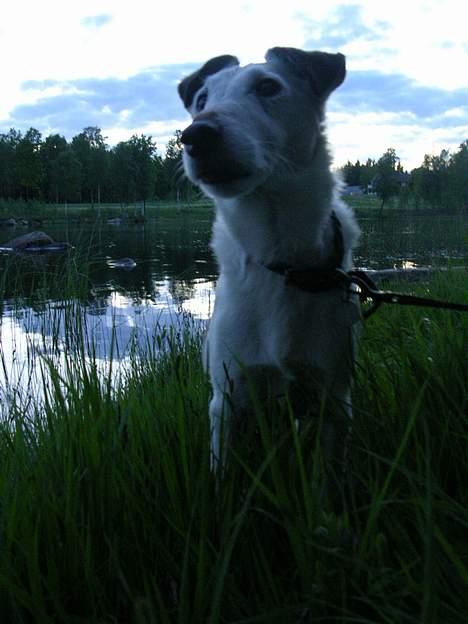 Glathåret foxterrier Hobbi  -                       (2005) billede 13
