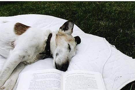 Glathåret foxterrier Hobbi  - Suk! en kedlig bog. billede 15