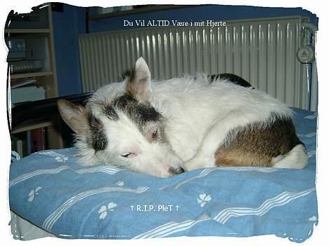 Jack russell terrier Plet † R.I.P. † billede 18