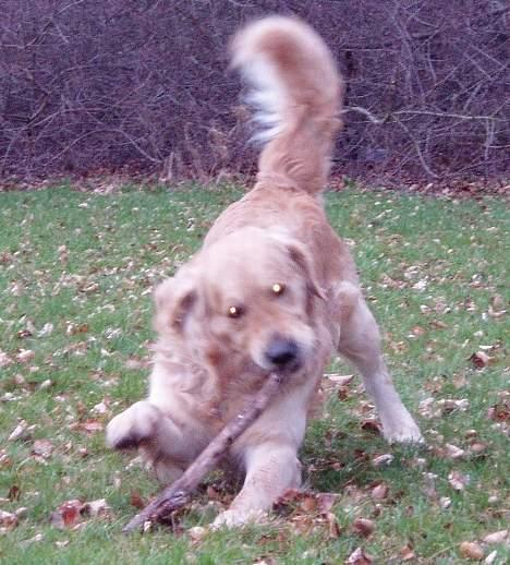 Golden retriever Schaky *RIP* billede 12