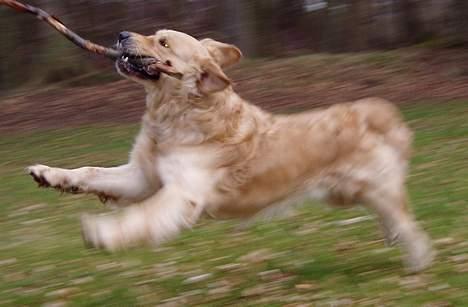 Golden retriever Schaky *RIP* - Fart over feltet billede 13