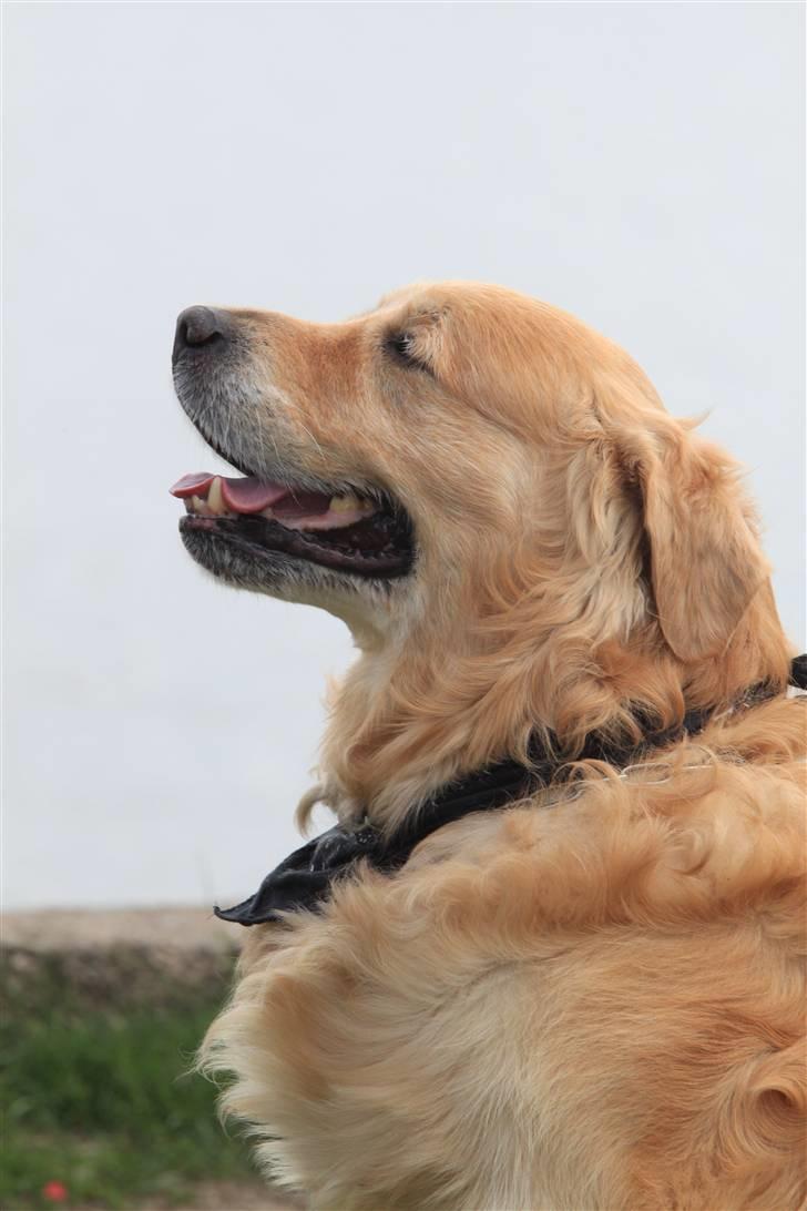 Golden retriever Schaky *RIP* - Schaky d. 18/5-10 billede 14