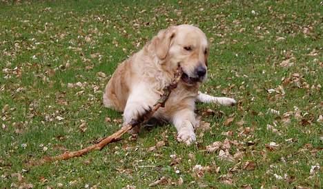 Golden retriever Schaky *RIP* - Det er så træls med store pinde . ;) billede 15