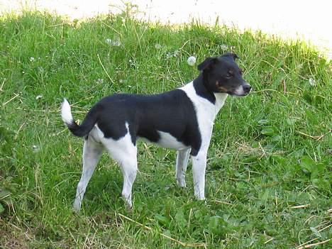 Dansk svensk gaardhund Trunte - Gad vide hvornår de kommer billede 1