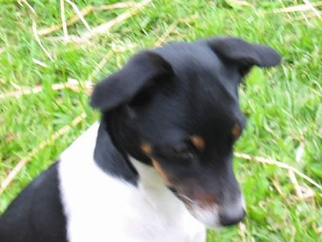 Dansk svensk gaardhund Trunte - Sætter mig og venter billede 2