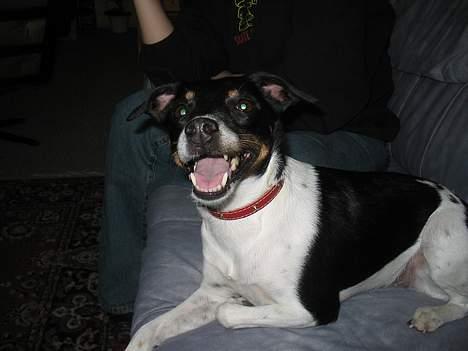 Dansk svensk gaardhund Trunte - HAHA så kom jeg til tilst på besøg billede 3